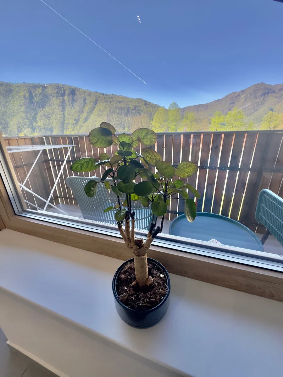 DREAM - APARTMA S POGLEDOM NA GORE - balkon v Tolminu